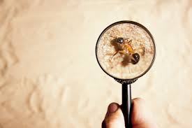 Things to expect from a pest inspection in Gold Coast